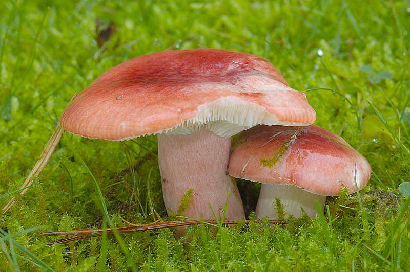 Russula sanguinaria